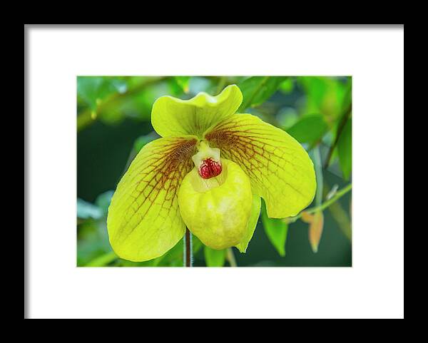 Cypripedium Parviflorum Framed Print featuring the photograph Yellow Lady Slipper Orchid by Cate Franklyn