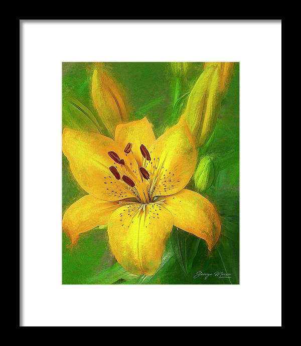 Lilies Framed Print featuring the photograph Yellow Lilies Art by George Moore