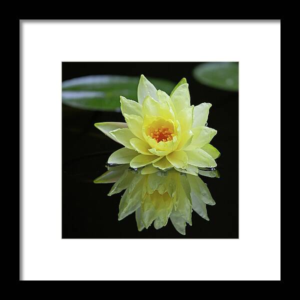 Flower Framed Print featuring the photograph Yellow Lily Reflection by Gina Fitzhugh