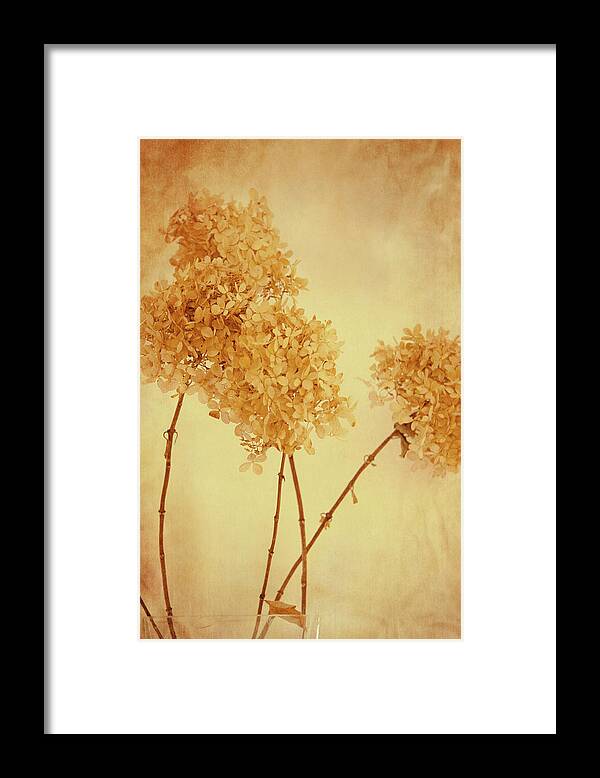 Flower Framed Print featuring the photograph Yellow mood by Yasmina Baggili