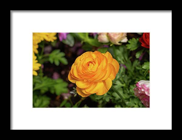 Bloom Framed Print featuring the photograph Yellow Ranunculus in March by Jeff Severson