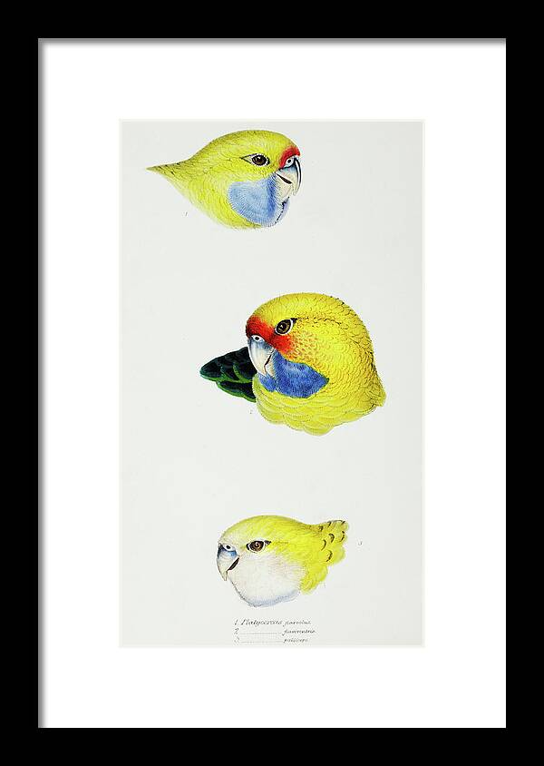 Yellow Rosella Framed Print featuring the drawing Yellow Rosella, Yellow-bellied Parrakeet and Pale-headed Rosella by John Gould