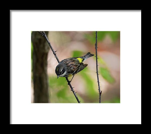 Yellow Rumped Warbler Framed Print featuring the photograph Yellow Rumped Warbler 2020 1 by Lara Ellis