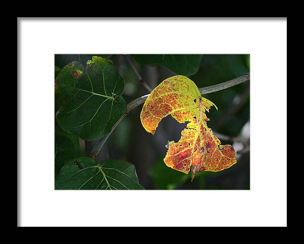 Photos Of Coccoloba Uvifera Framed Print featuring the photograph Yellow Sea by Gian Smith