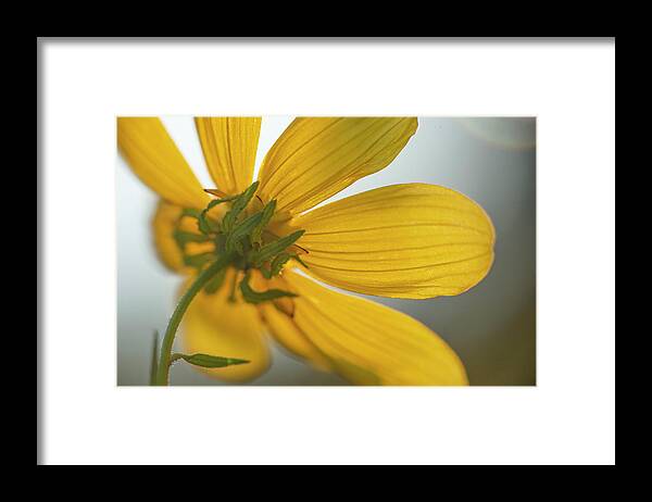 Daisy Framed Print featuring the photograph Yellow Summer Daisy Macro by Karen Rispin