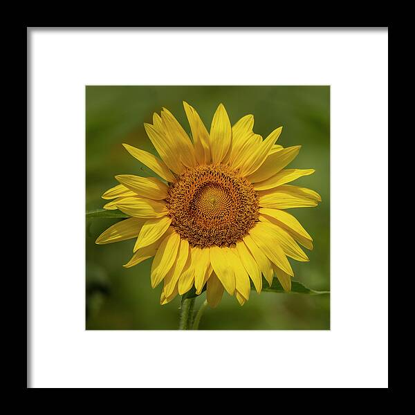Yellow Framed Print featuring the photograph Yellow Sunflower Photograph by JBK Photo Art