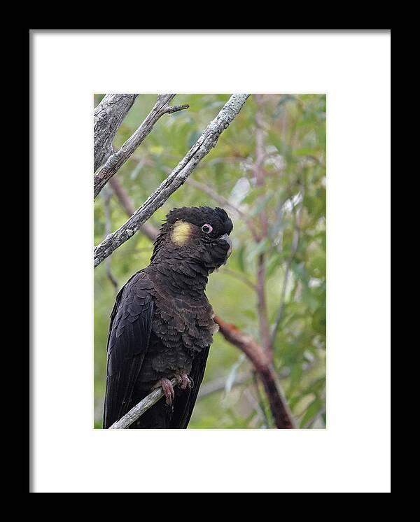 Animals Framed Print featuring the photograph Yellow-tailed Black Cockatoo by Maryse Jansen