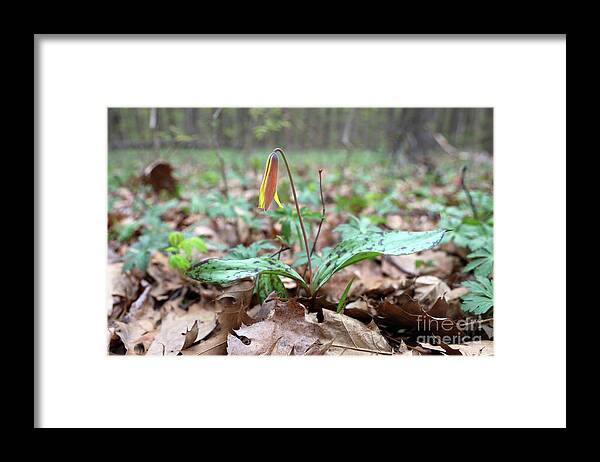 Yellow Trout Lily Framed Print featuring the photograph Yellow Trout Lily-Erythronium americanum 0003 by Jack Schultz