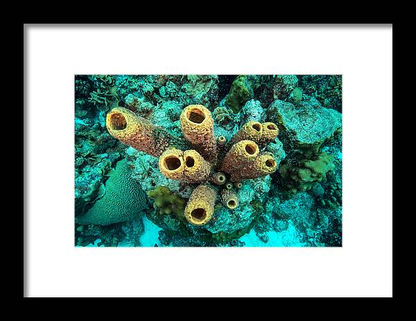 Tranquility Framed Print featuring the photograph Yellow Tube Sponge by Gerard Soury