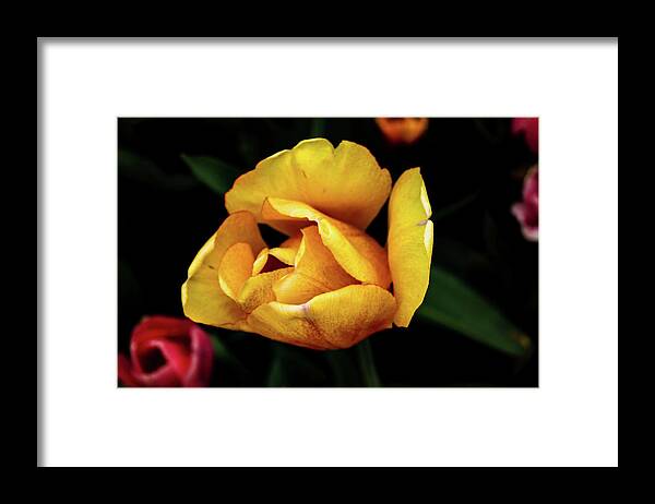 Flowers Framed Print featuring the photograph Yellow Tulip in 2014 by Joe Kopp