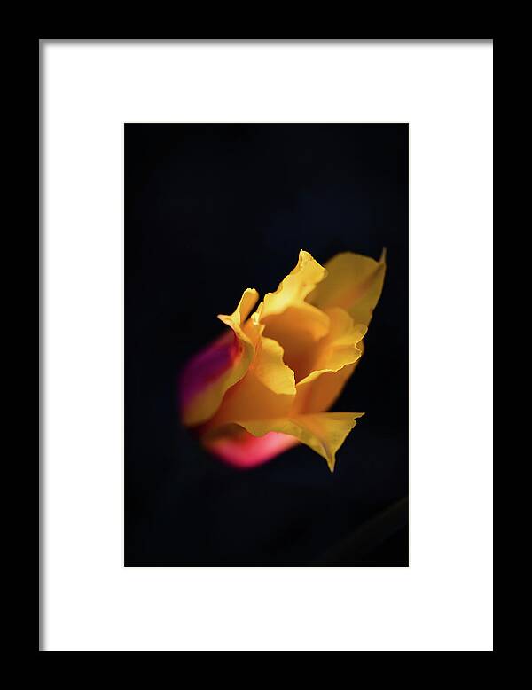 Tulip Summer Flowers Framed Print featuring the photograph Yellow tulip in the spotlight by Nicole Engstrom