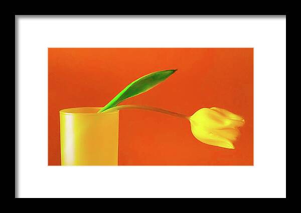 Art Framed Print featuring the photograph Yellow Tulip Still Life I by Joan Han
