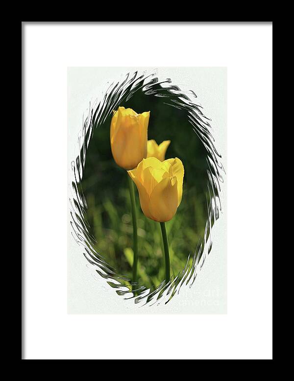 Tulip Framed Print featuring the photograph Yellow Tulips Digital Art by Sandra Huston