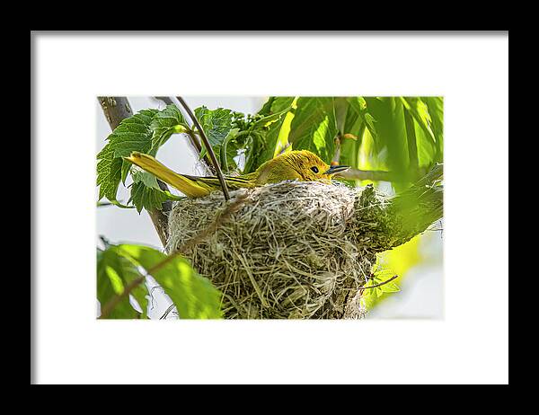 Yellow Warbler On Nest Framed Print featuring the photograph Yellow Warbler On Nest by Morris Finkelstein