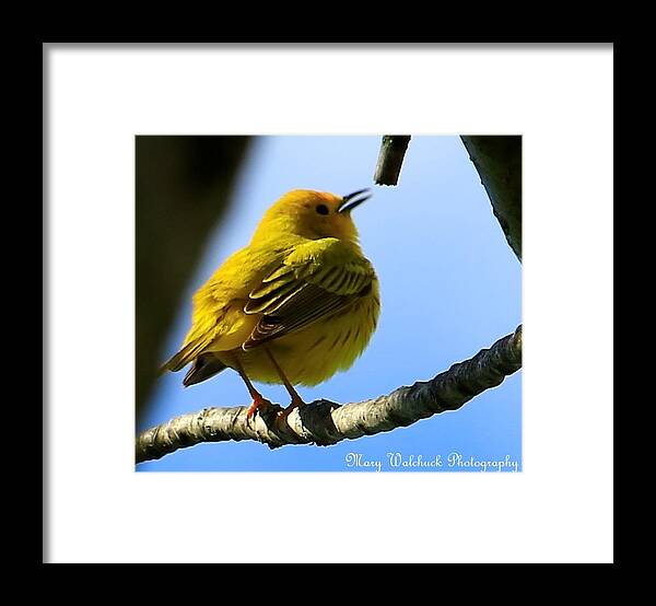 Yellow Warbler Framed Print featuring the photograph Yellow Warbler Singing in the Spotlight by Mary Walchuck