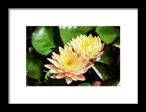 Yellow Water Lilies Sprout From The Pond And Green Vegetation Around Them Plants Water Flowers Pedals Sun Sunshine Light Framed Print featuring the photograph Yellow Water Lilies by Ed Stokes