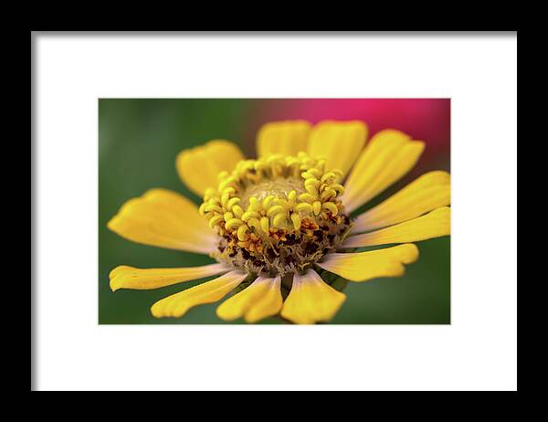 Zinnia Framed Print featuring the photograph Yellow Zinnia by Mary Anne Delgado