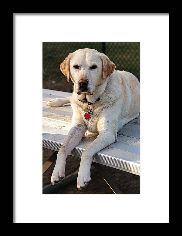 Dog Framed Print featuring the photograph Yellow3 by John Linnemeyer