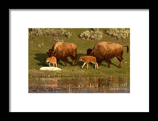 Yellowstone Framed Print featuring the photograph Yellowstone Bison Red Dog Season by Adam Jewell