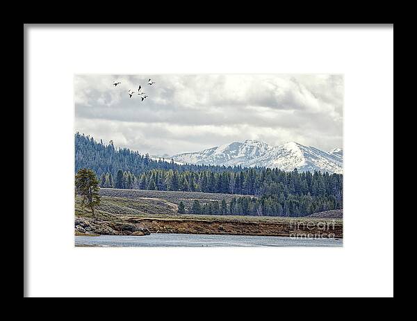 Pelican Framed Print featuring the photograph Yellowstone Flight by Natural Focal Point Photography