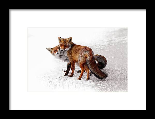 Red Fox Framed Print featuring the photograph Yin Yang _ Red Fox Love by Roeselien Raimond