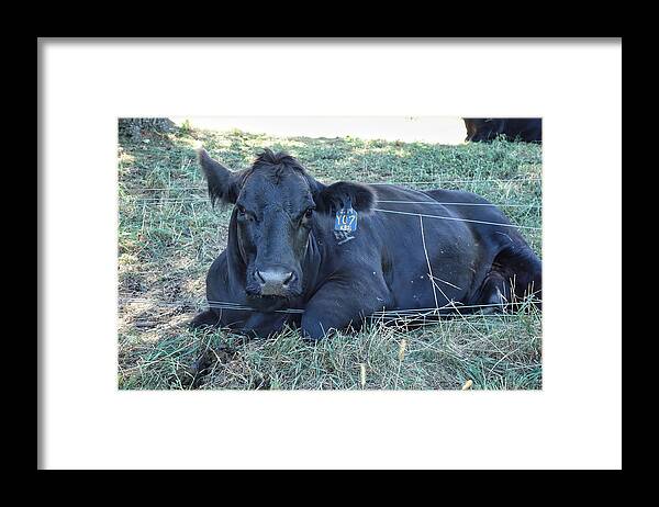 Wildlife Framed Print featuring the photograph Yo7 Caught in Fence by Russel Considine