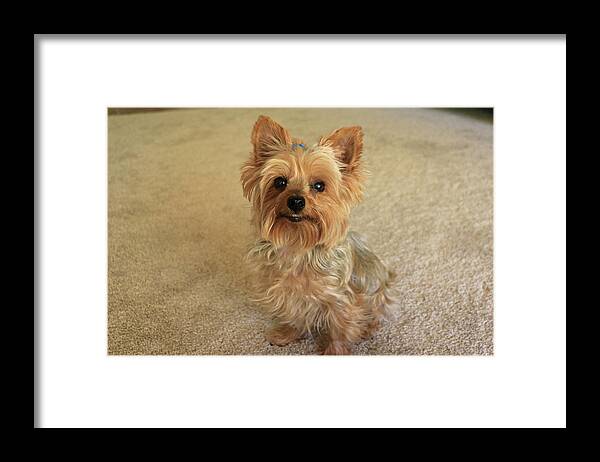 Animal Framed Print featuring the photograph Yorkie with a smile by Dawn Richards
