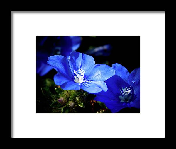Blue Framed Print featuring the photograph You Blue My Mind by Gena Herro