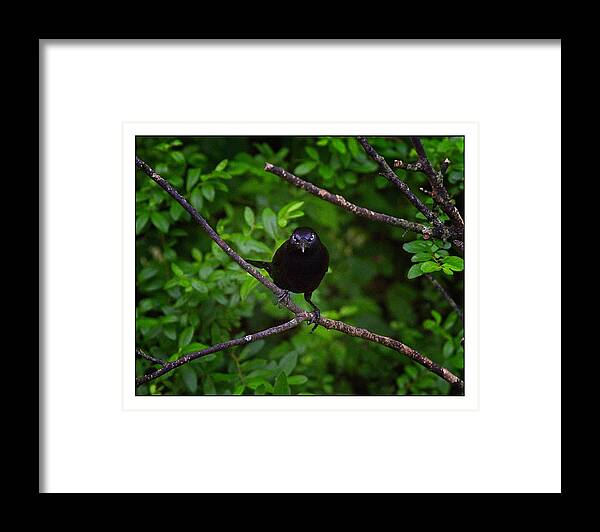 Common Grackle Framed Print featuring the photograph You Looking At Me by John Benedict
