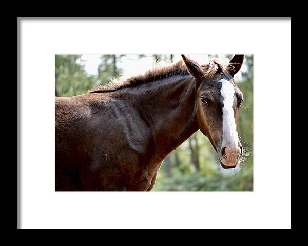 Searching Framed Print featuring the photograph Where's Mama? by Listen To Your Horse