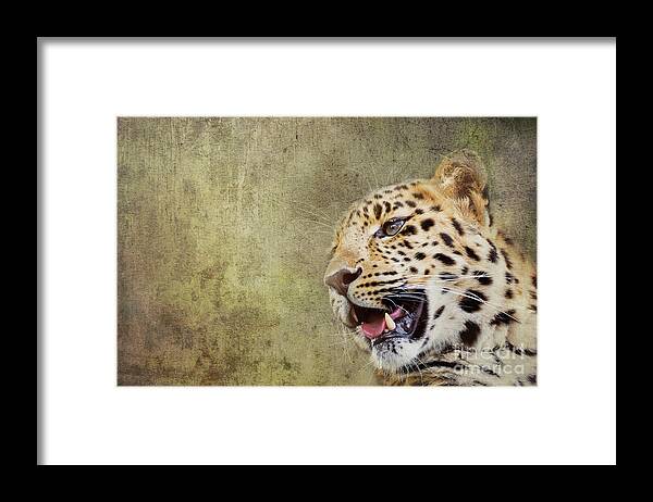 Leopard Framed Print featuring the photograph Young adult Amur Leopard. A species of leopard indigenous to sou by Jane Rix
