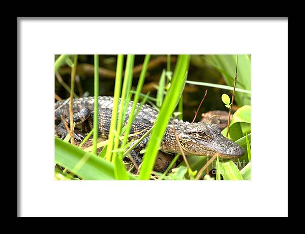 Alligator Framed Print featuring the photograph Young Alligator In The Grass by Adam Jewell
