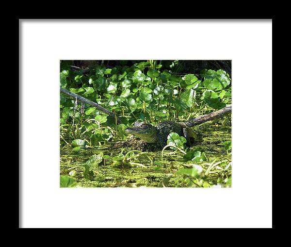 Alligator Framed Print featuring the photograph Young Alligator by Karen Rispin