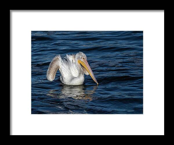 American White Pelican Framed Print featuring the photograph Young and Beautiful 2020 by Thomas Young