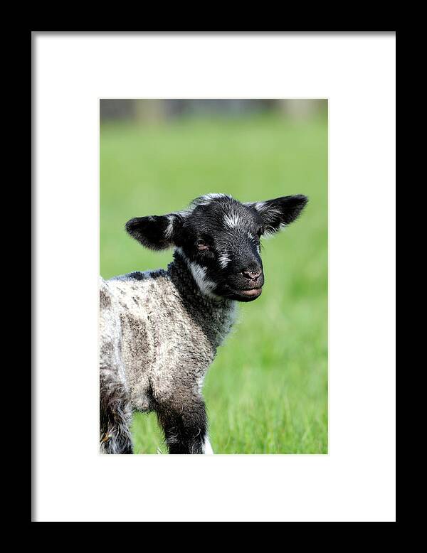 Lamb Framed Print featuring the photograph Young black and white lamb Wimborne Dorset by Loren Dowding