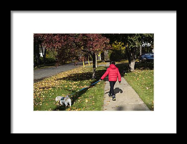 Pets Framed Print featuring the photograph Young boy walking the dogs in autumn leaves. by Martinedoucet