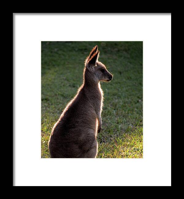 Backlit Eastern Grey Kangaroo Framed Print featuring the photograph Young eastern grey kangaroo backlit by Sheila Smart Fine Art Photography