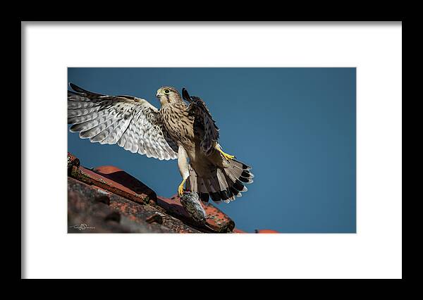 Young Kestrel Framed Print featuring the photograph Young flying Kestrel with the prey in the claw by Torbjorn Swenelius