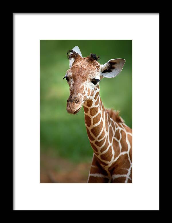 Giraffe Framed Print featuring the photograph Young Giraffe by Yuri Peress