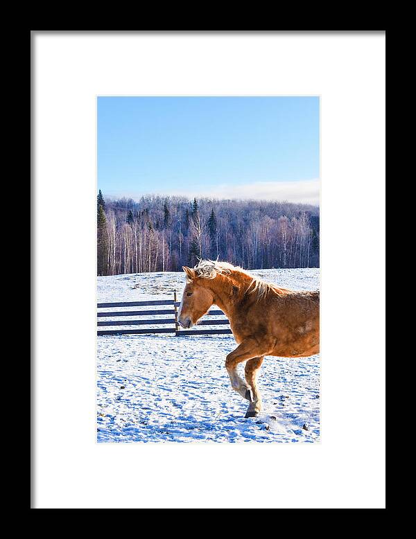 Winter Framed Print featuring the photograph Young Juno by Listen To Your Horse