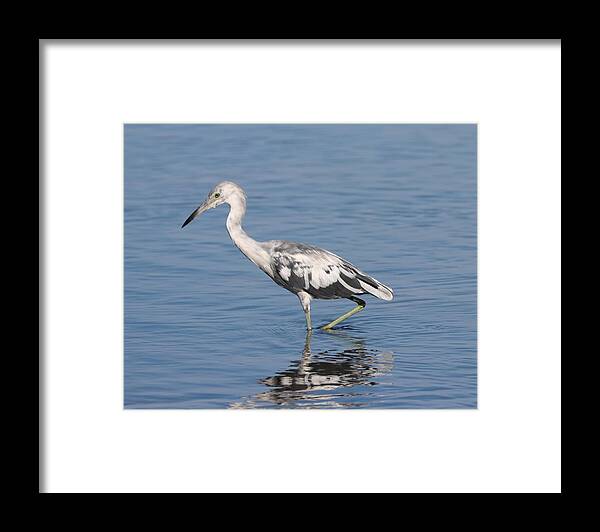 Little Blue Heron Framed Print featuring the photograph Young little Blue Heron 2 by Mingming Jiang