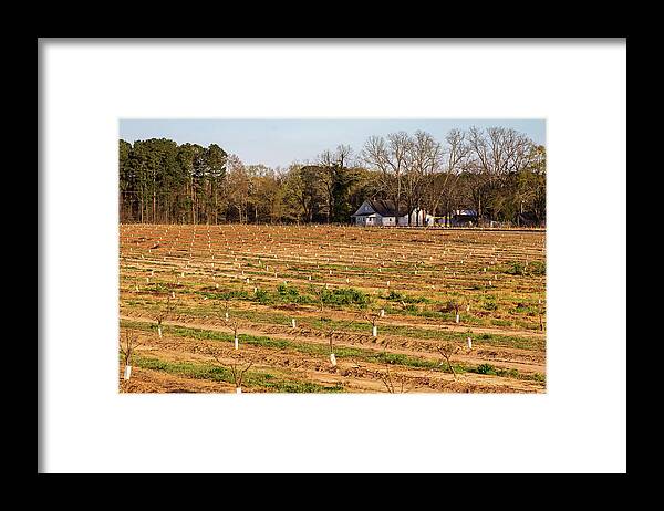 2021 Framed Print featuring the photograph Young Peach Trees in 2021 by Charles Hite