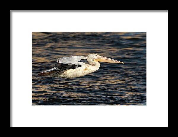 American White Pelican Framed Print featuring the photograph Young Pelican 2016-7 by Thomas Young