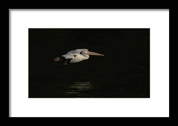 American White Pelican Framed Print featuring the photograph Young Pelican 2016-8 by Thomas Young