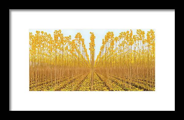 Poplar Framed Print featuring the photograph Young Poplar Trees by Elvira Peretsman