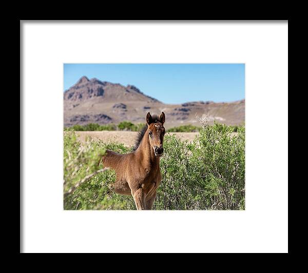 Wild Horses Framed Print featuring the photograph Young Bay Trust by Dirk Johnson