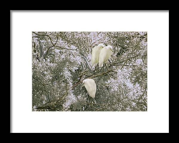 Snowy Egrets Framed Print featuring the photograph Young snowy Egrets in the Trees by Gordon Ripley
