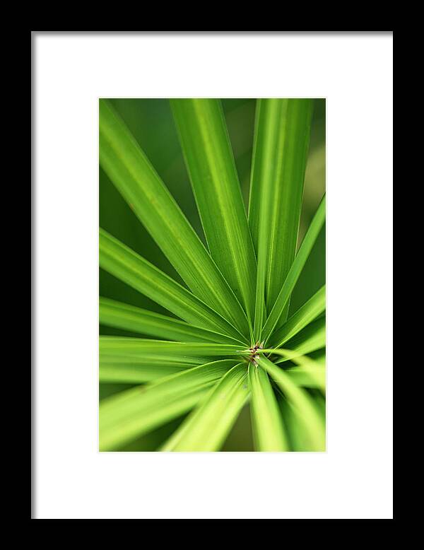 Yucca Framed Print featuring the photograph Yucca abstract by Karen Rispin