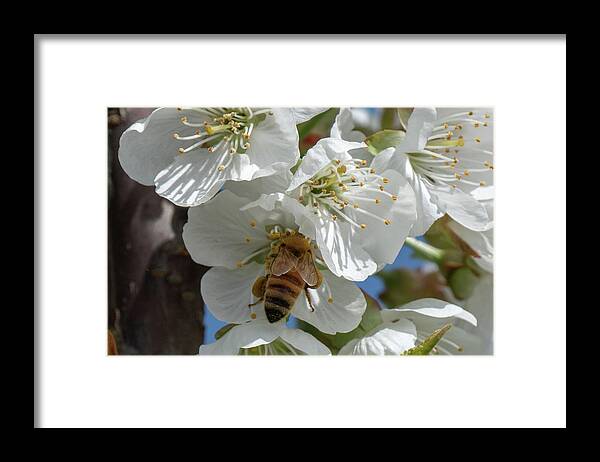 Bee Framed Print featuring the photograph Yummmm by Leslie Struxness