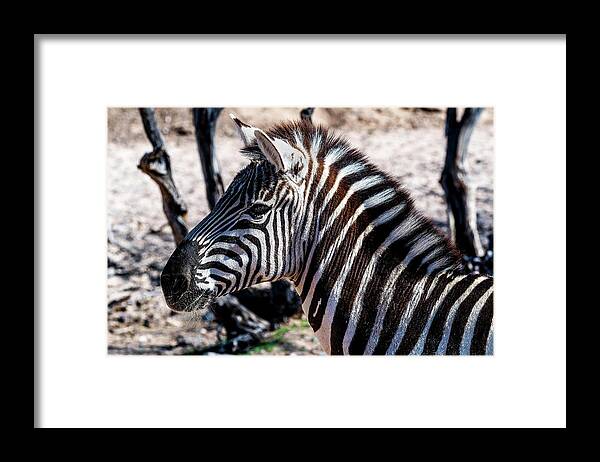  Framed Print featuring the photograph Zebra by Al Judge